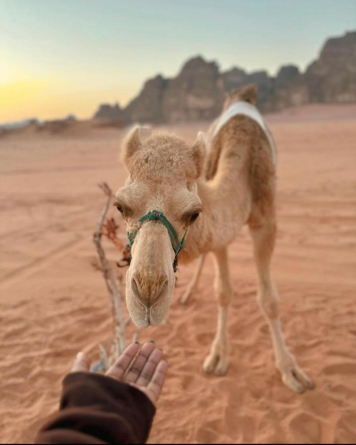 Wadi Rum Desert Camp Екстериор снимка
