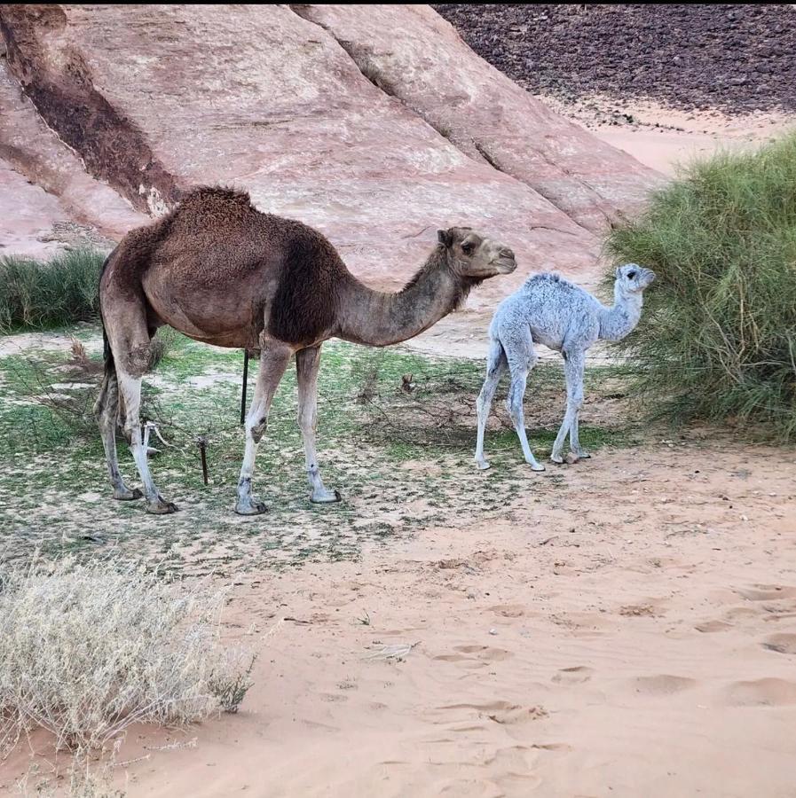 Wadi Rum Desert Camp Екстериор снимка